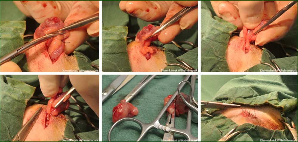 Een OVE via een flanksnede bij een cavia met cysteuze ovaria